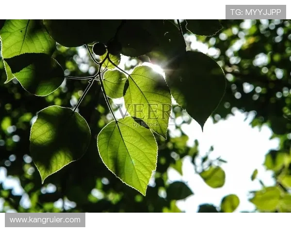 凯发游戏官网积极响应国家政策，推动绿色健康博彩环境建设实现行业可持续发展